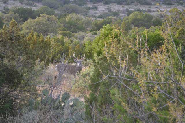 Ozona Chamber
